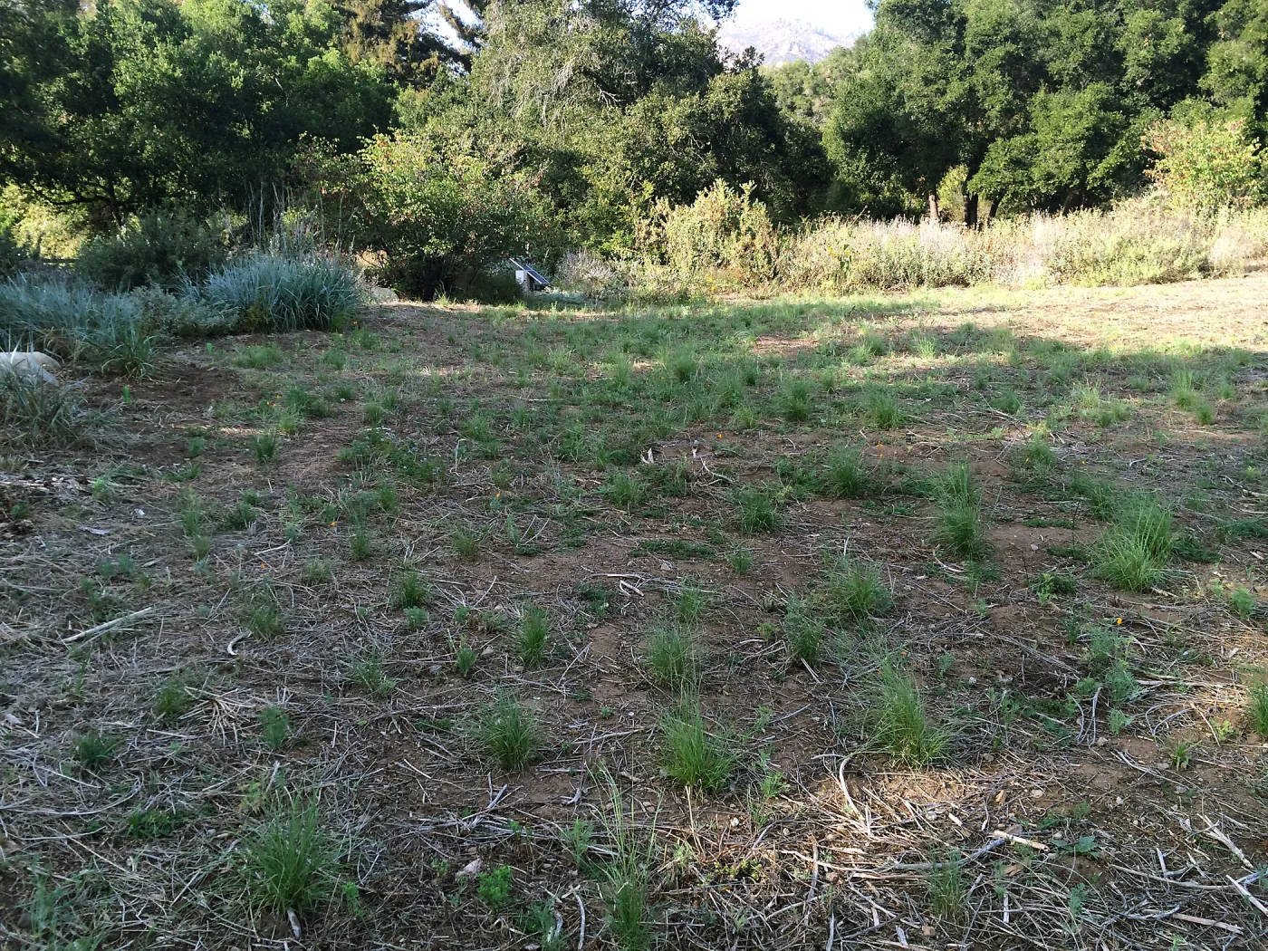 NW side of Meadow, Bouteloua planting