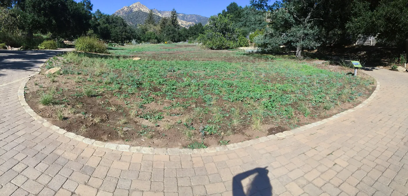 Meadow progress