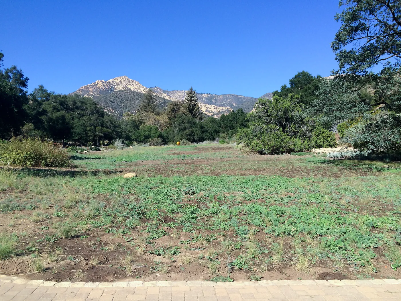 Meadow progress