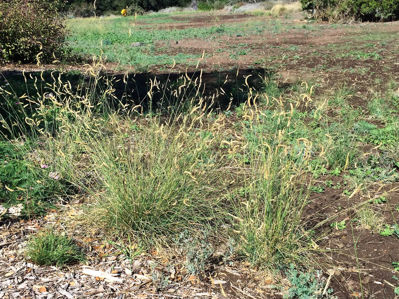 Meadow progress