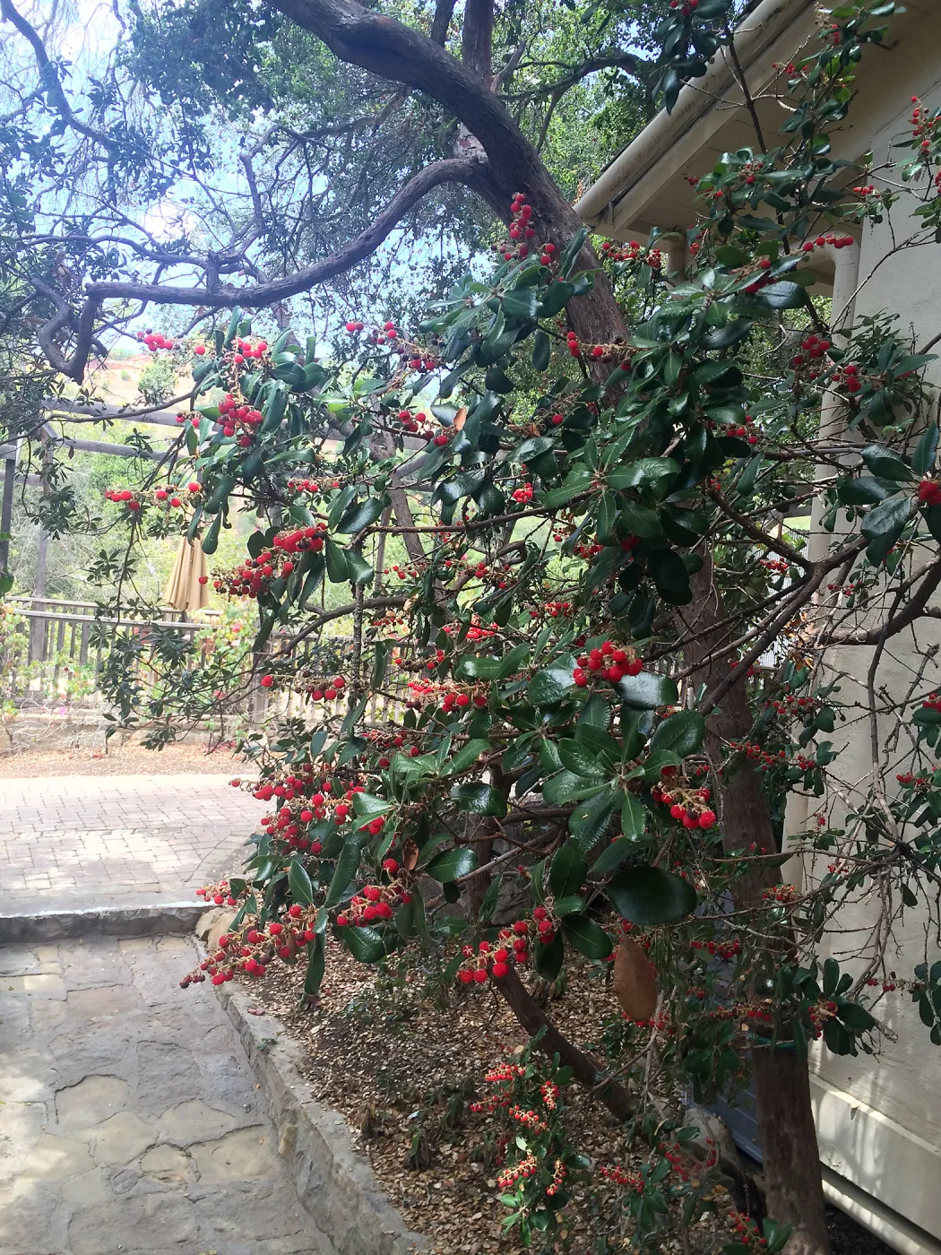 Comarostaphylis diversifolia 