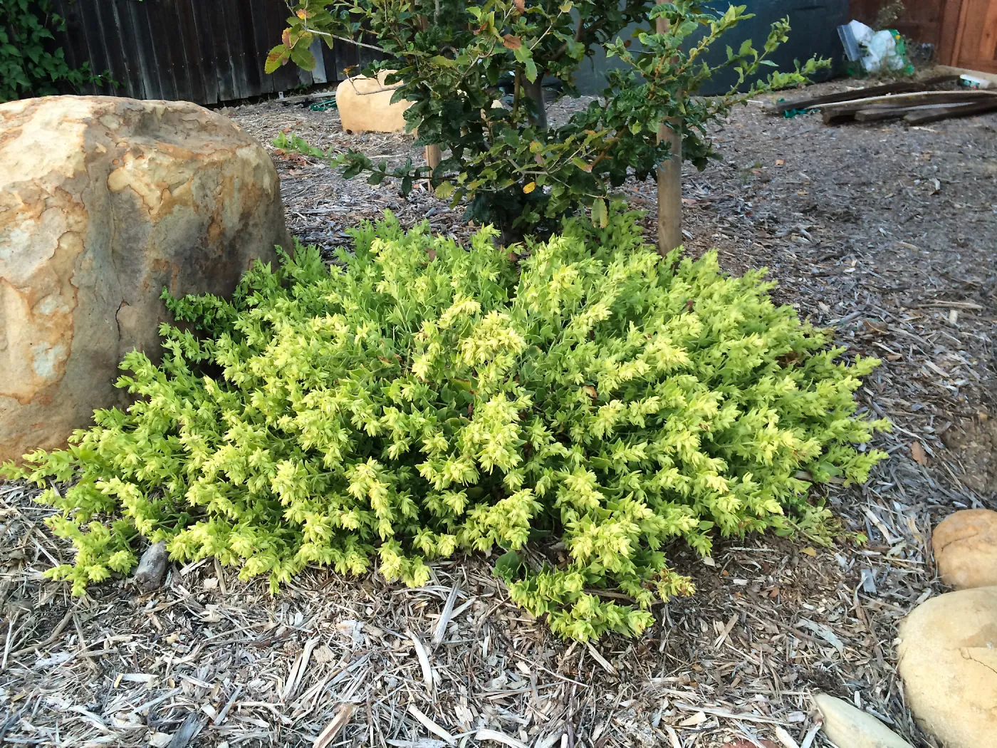 Peter Schuyler garden, Mirabilis