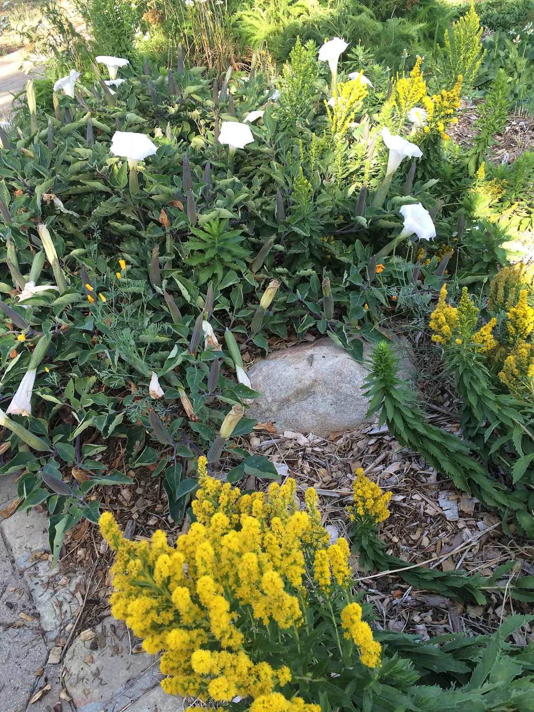 Datura wrightii and Solidago elongata