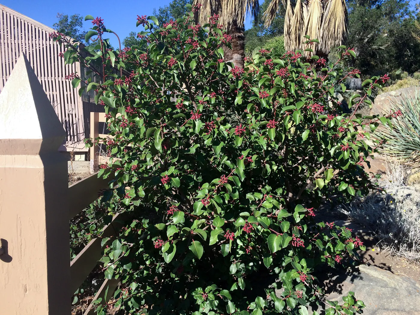 Rhus ovata at gates to courtyard