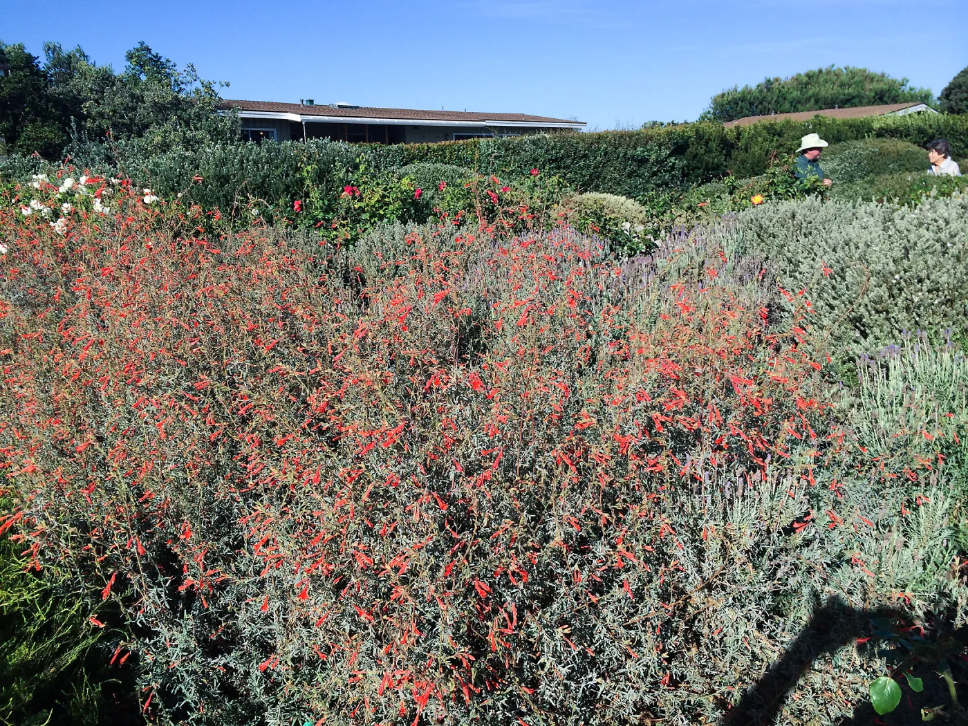 Touring gardens with Isabelle Greene. Epilobium border