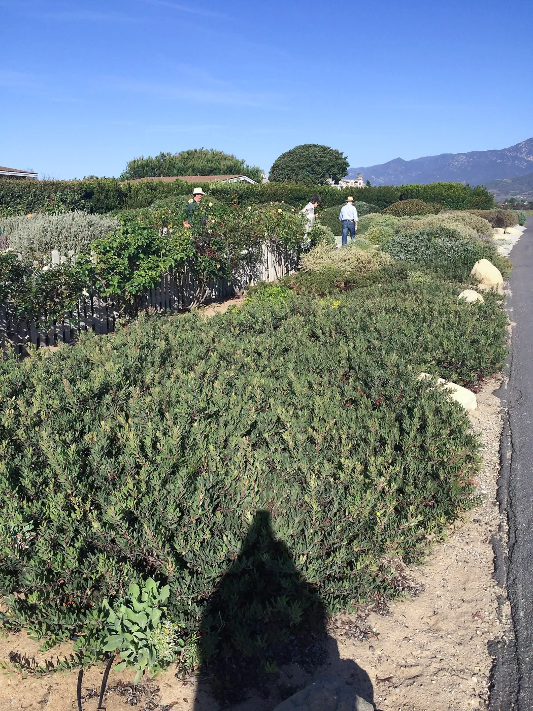 Touring gardens with Isabelle Greene. manzanita goundcover