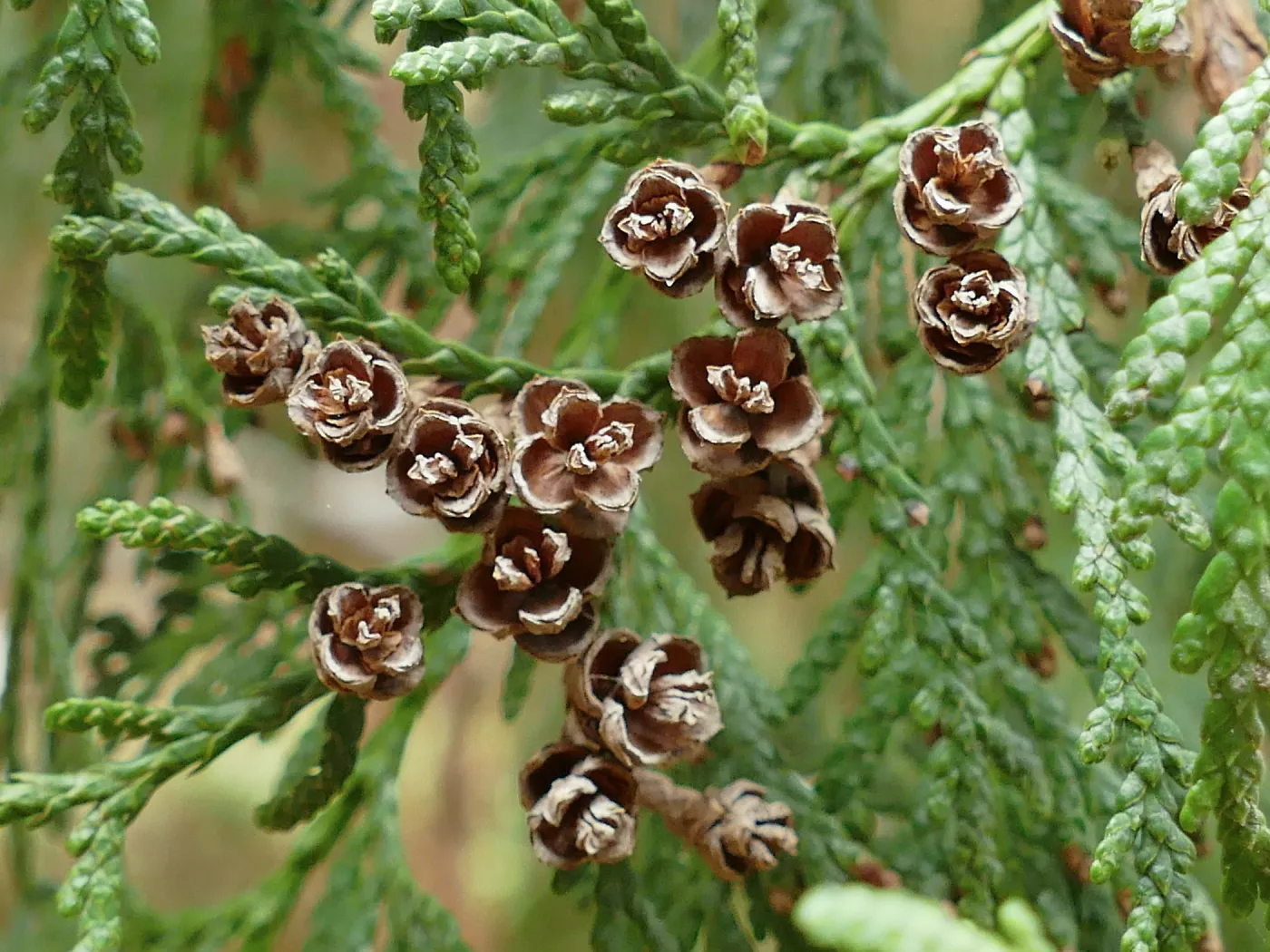 Western Red Cypress cones