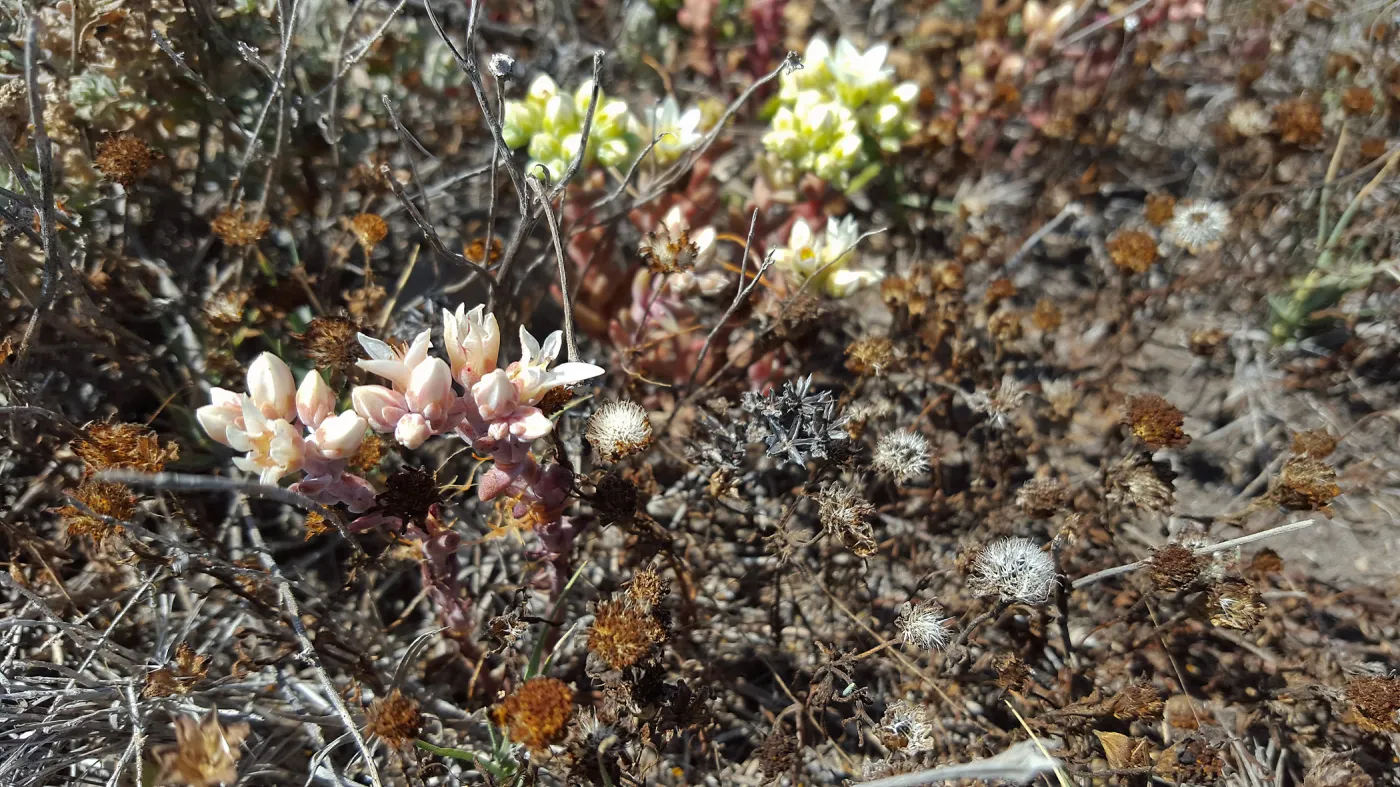 Santa Cruz Island Trip, Island Dudleya (Dudleya nesiotica)