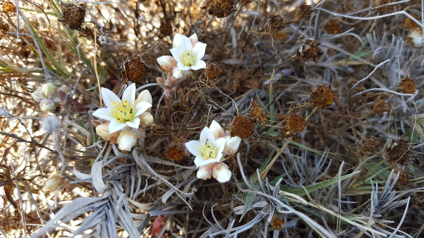 Santa Cruz Island Trip, Island Dudleya (Dudleya nesiotica)