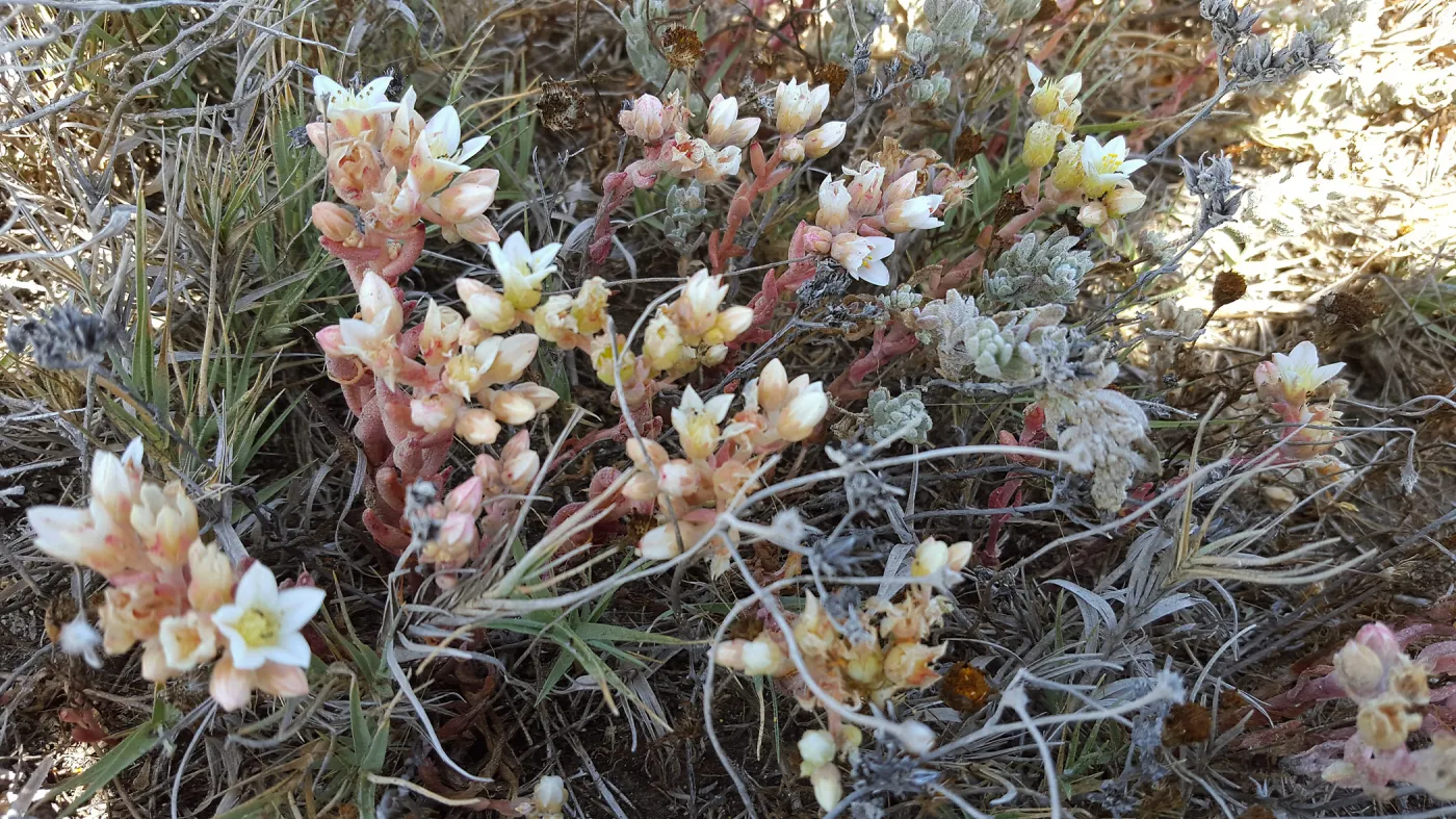Santa Cruz Island Trip, Island Dudleya (Dudleya nesiotica)