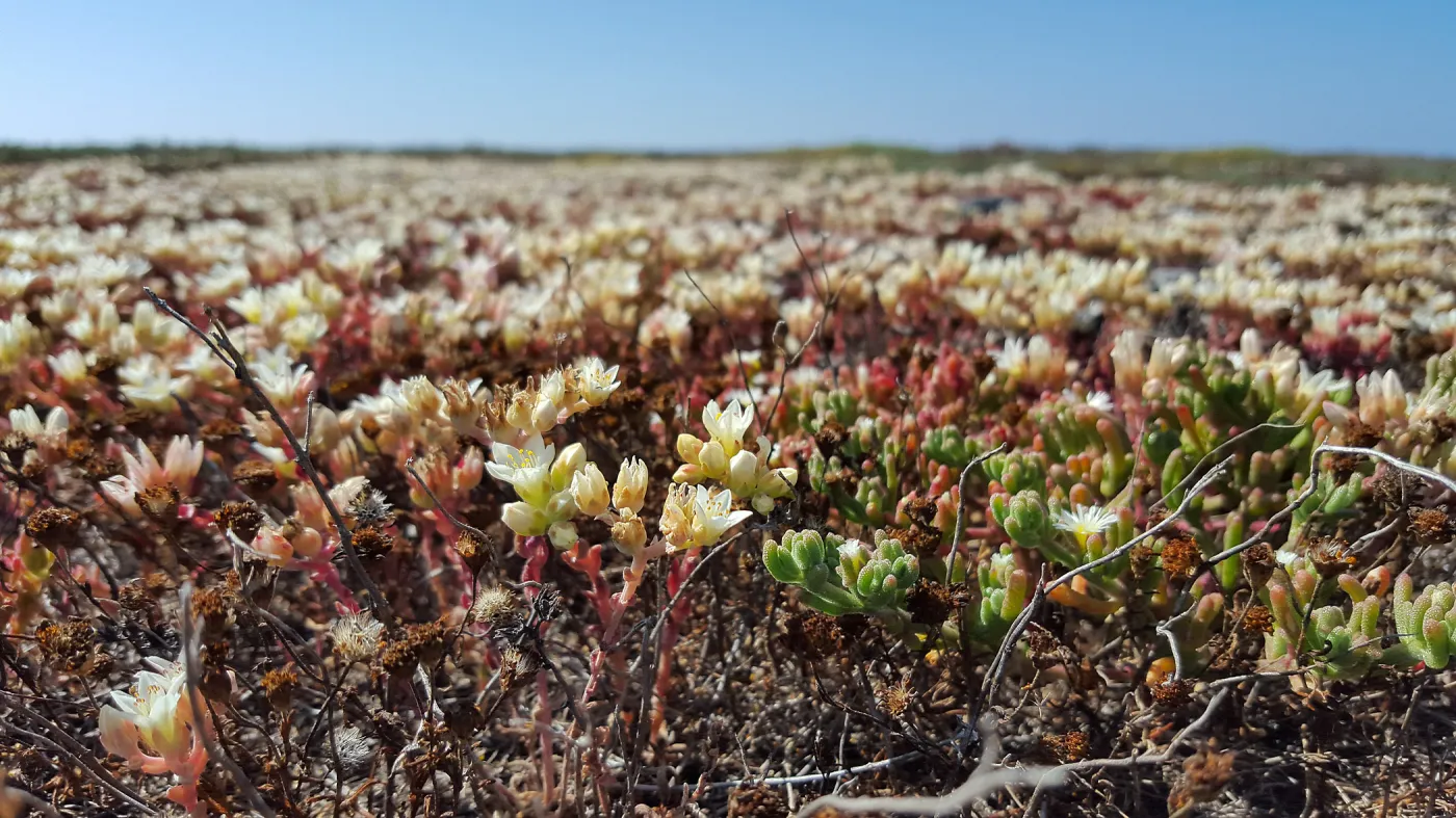 Santa Cruz Island Trip, Island Dudleya (Dudleya nesiotica)