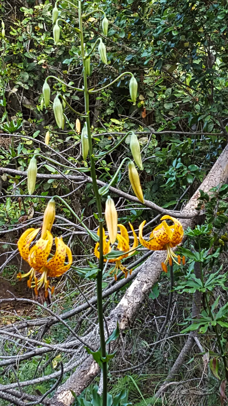 Santa Cruz Island Trip, Humboldt Lilly (Lilium humboldtii)