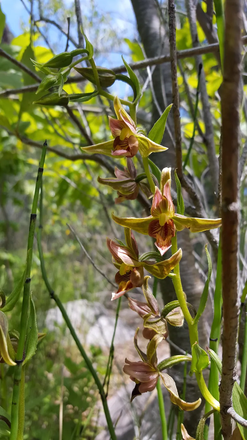 Santa Cruz Island Trip, Stream Orchid (Epipactis gigantea)