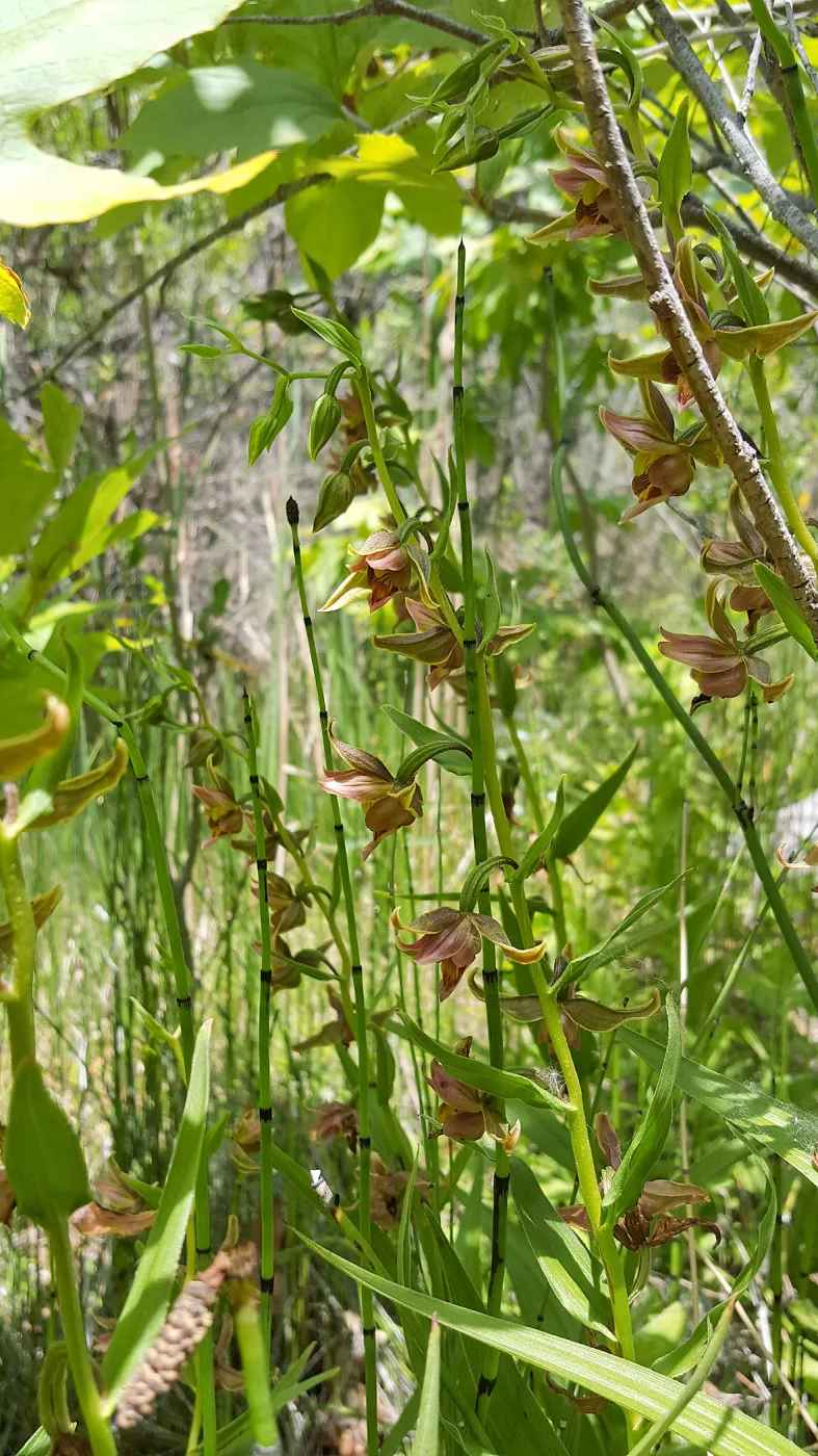 Santa Cruz Island Trip, Stream Orchid (Epipactis gigantea)
