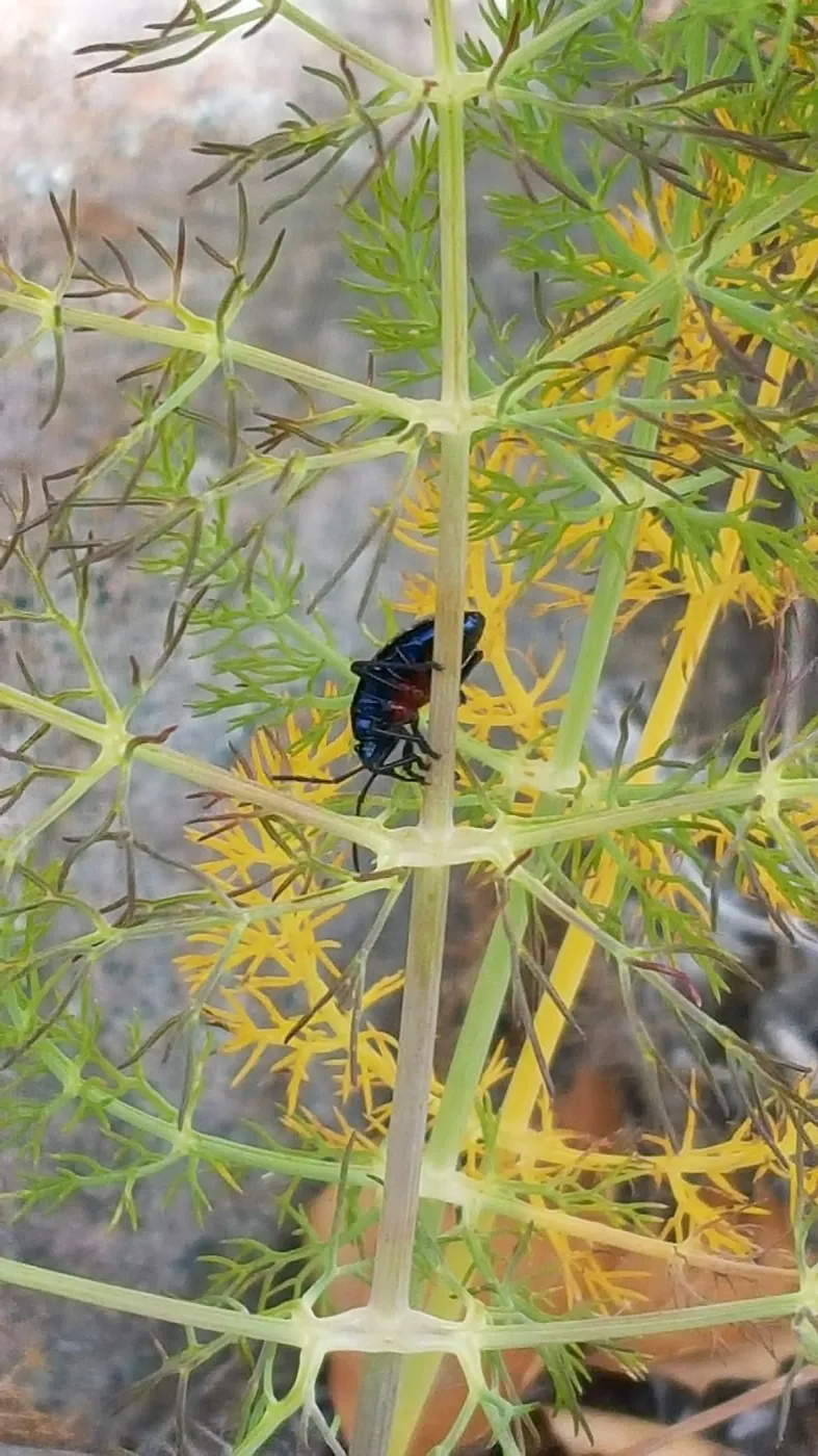 Santa Cruz Island Trip, True Bug