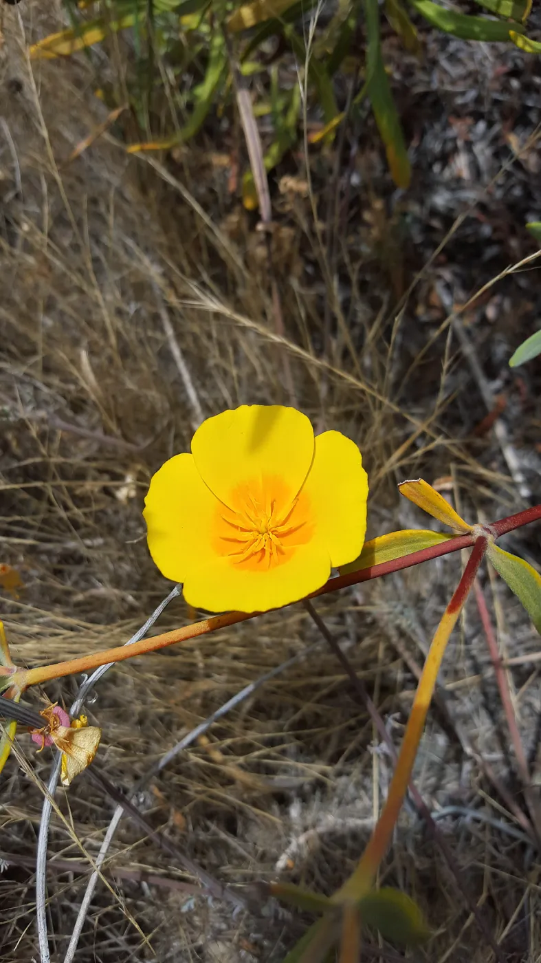 Santa Cruz Island Trip, California Poppy (Eschscholzia californica)