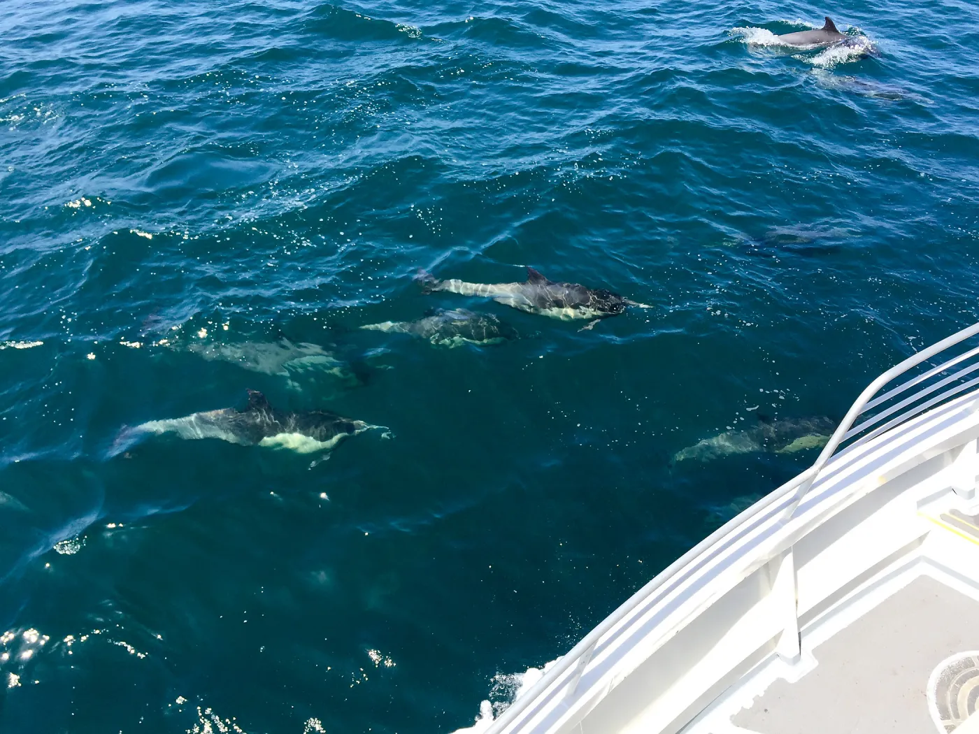 Santa Cruz Island Trip, dolphins from the boat