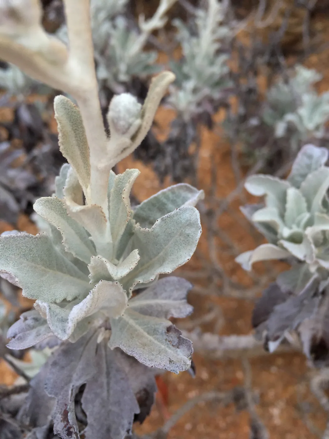 Santa Cruz Island Trip, Island bristleweed (Hazardia detonsa)