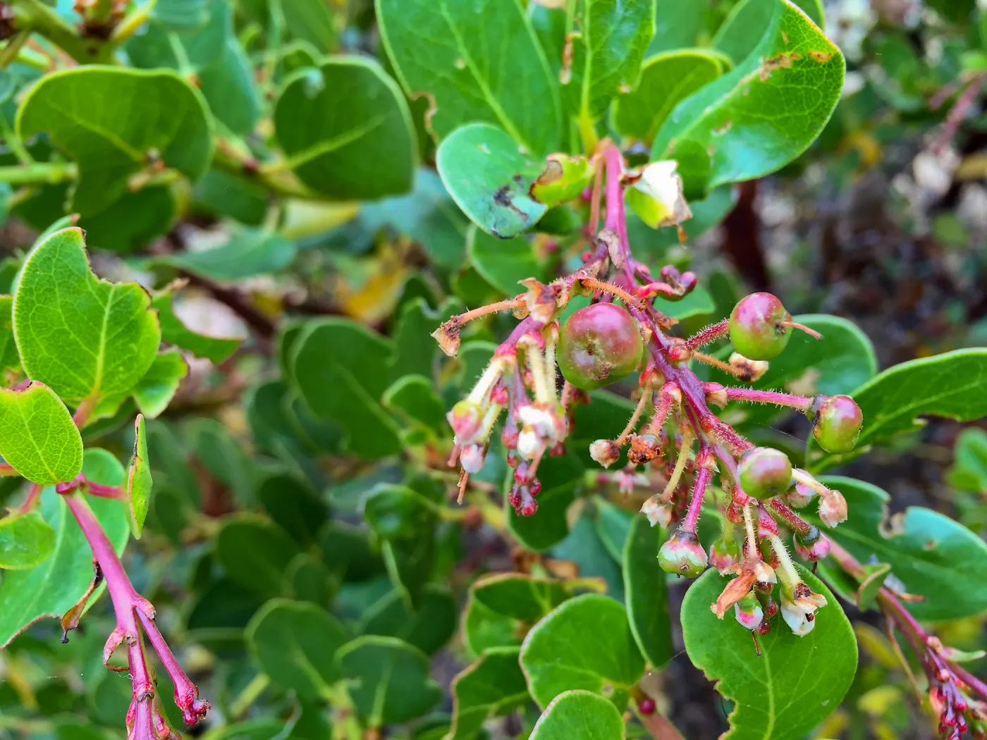 Santa Cruz Island Trip, Island manzanita (Arctostaphylos insularis)