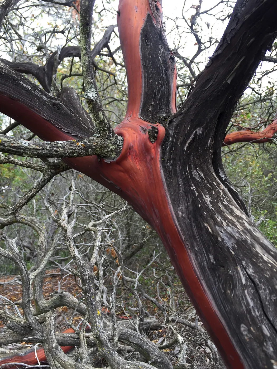 Santa Cruz Island Trip, Manzanita (Arctostaphylos) bark