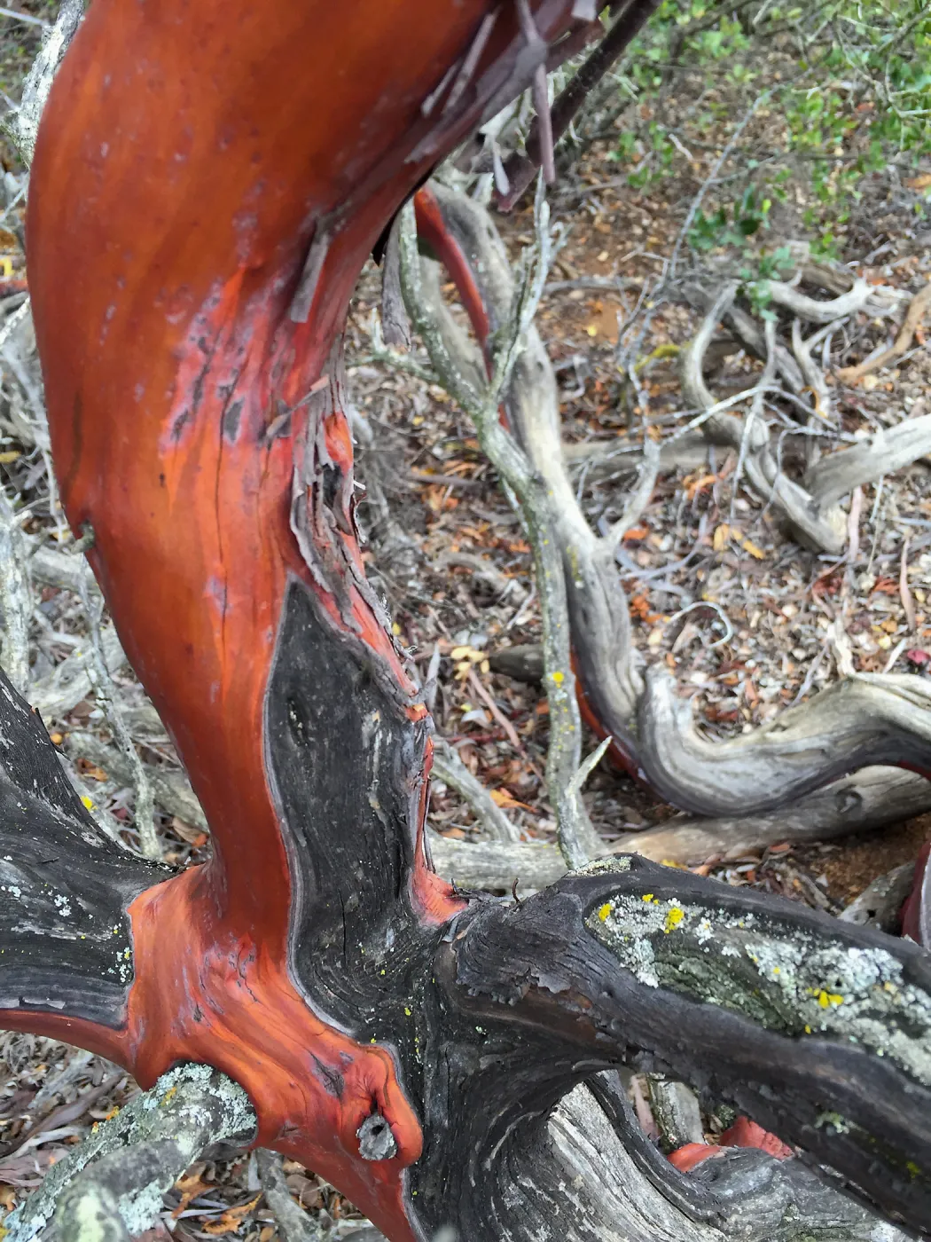 Santa Cruz Island Trip, Manzanita (Arctostaphylos) bark