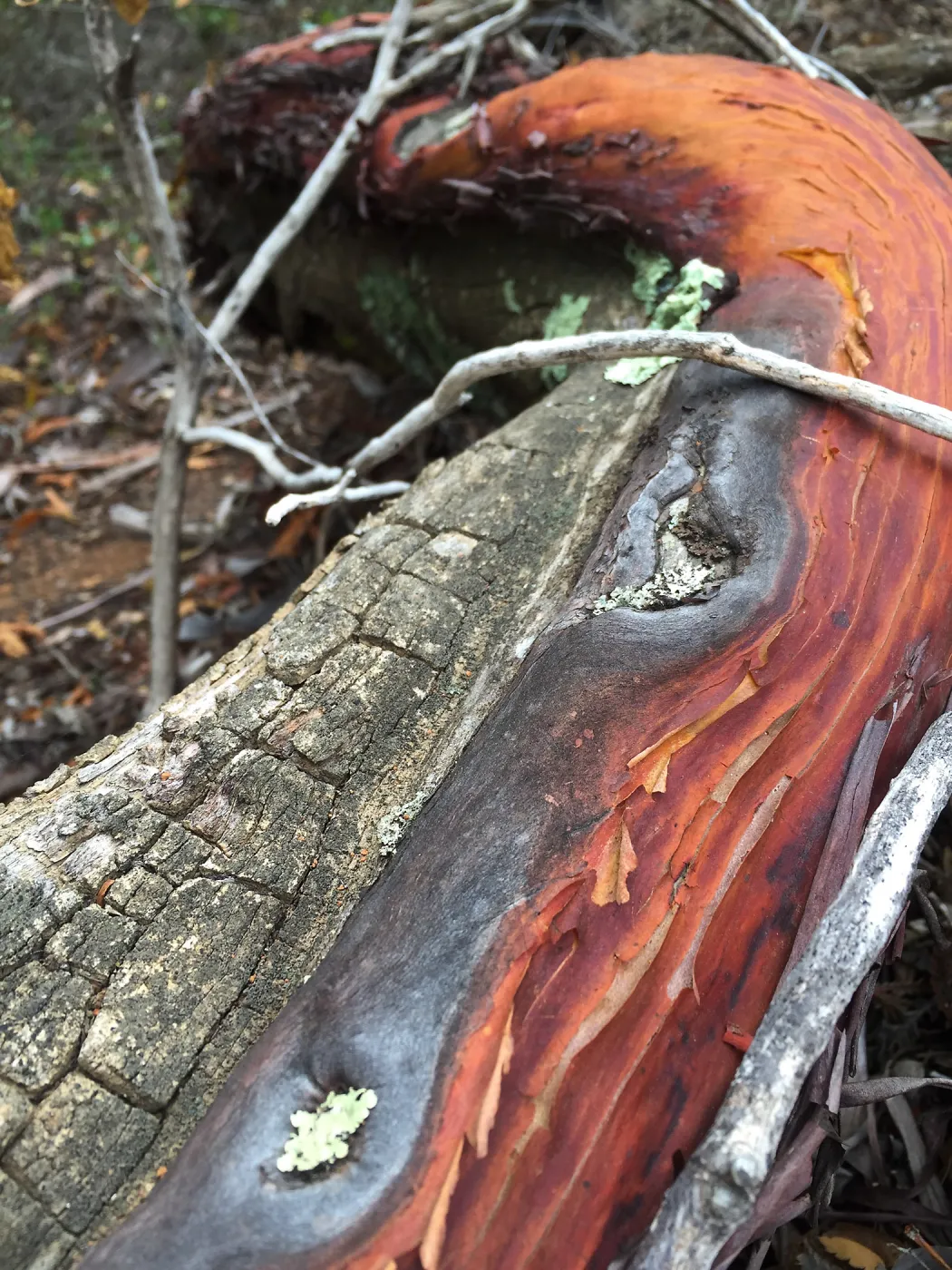 Santa Cruz Island Trip, Manzanita (Arctostaphylos) bark