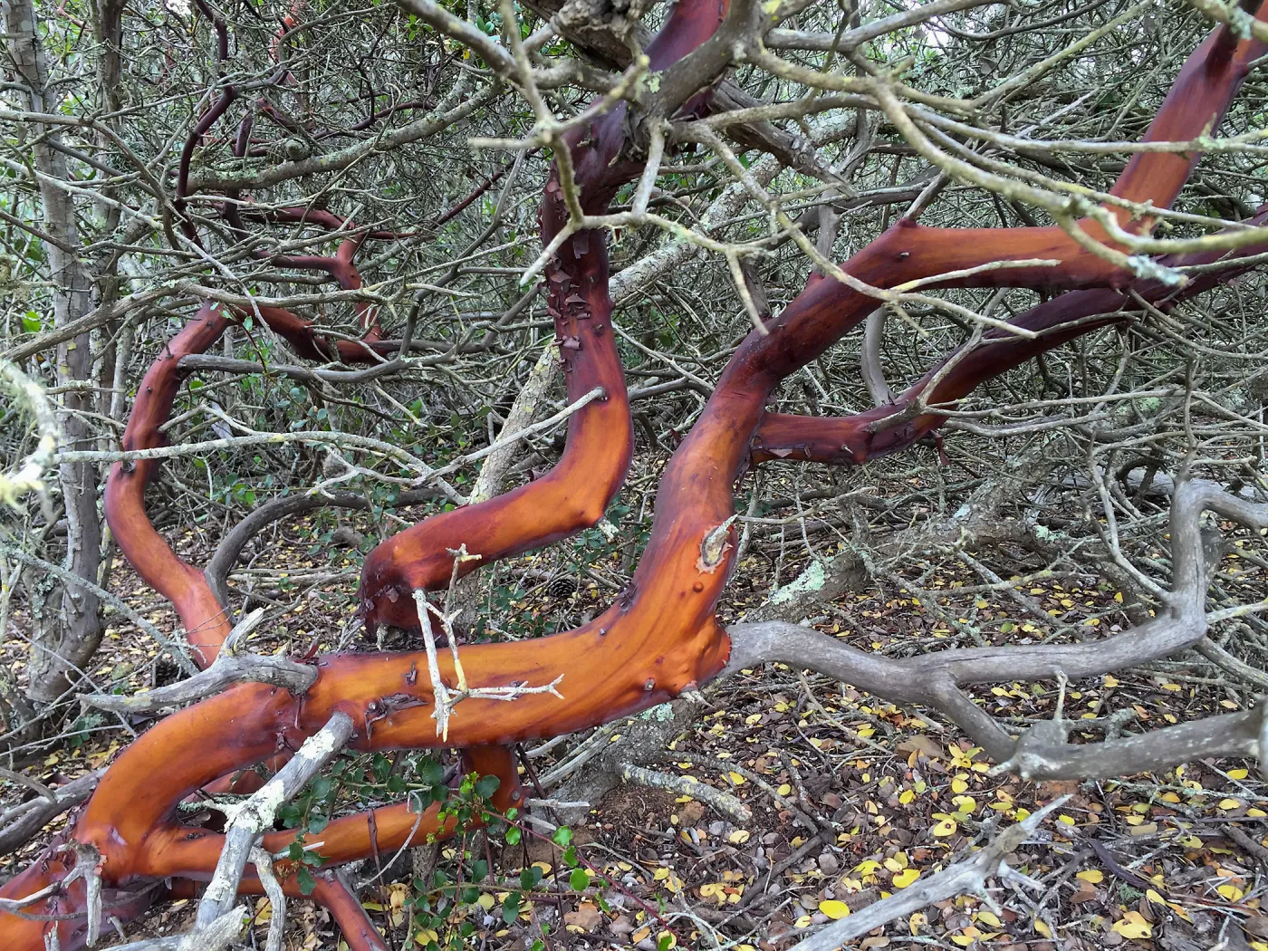 Santa Cruz Island Trip, Island manzanita (Arctostaphylos)