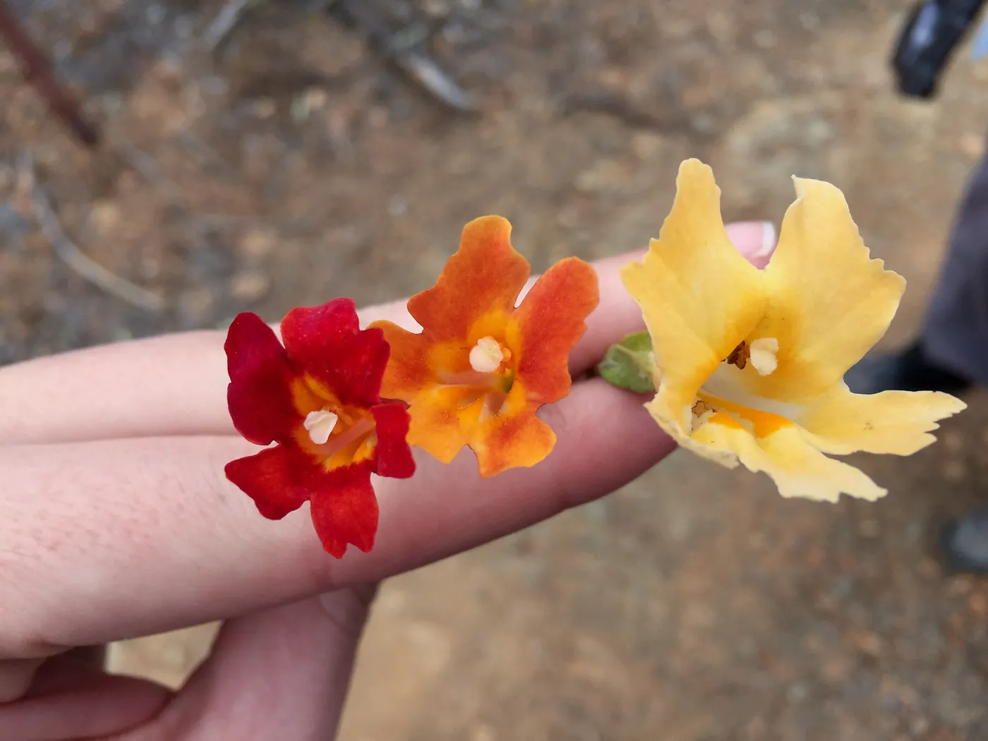 Santa Cruz Island Trip, Monkey flowers with hybrid (Mimulus flemingii, Mimulus aurantiacus and hybrid)