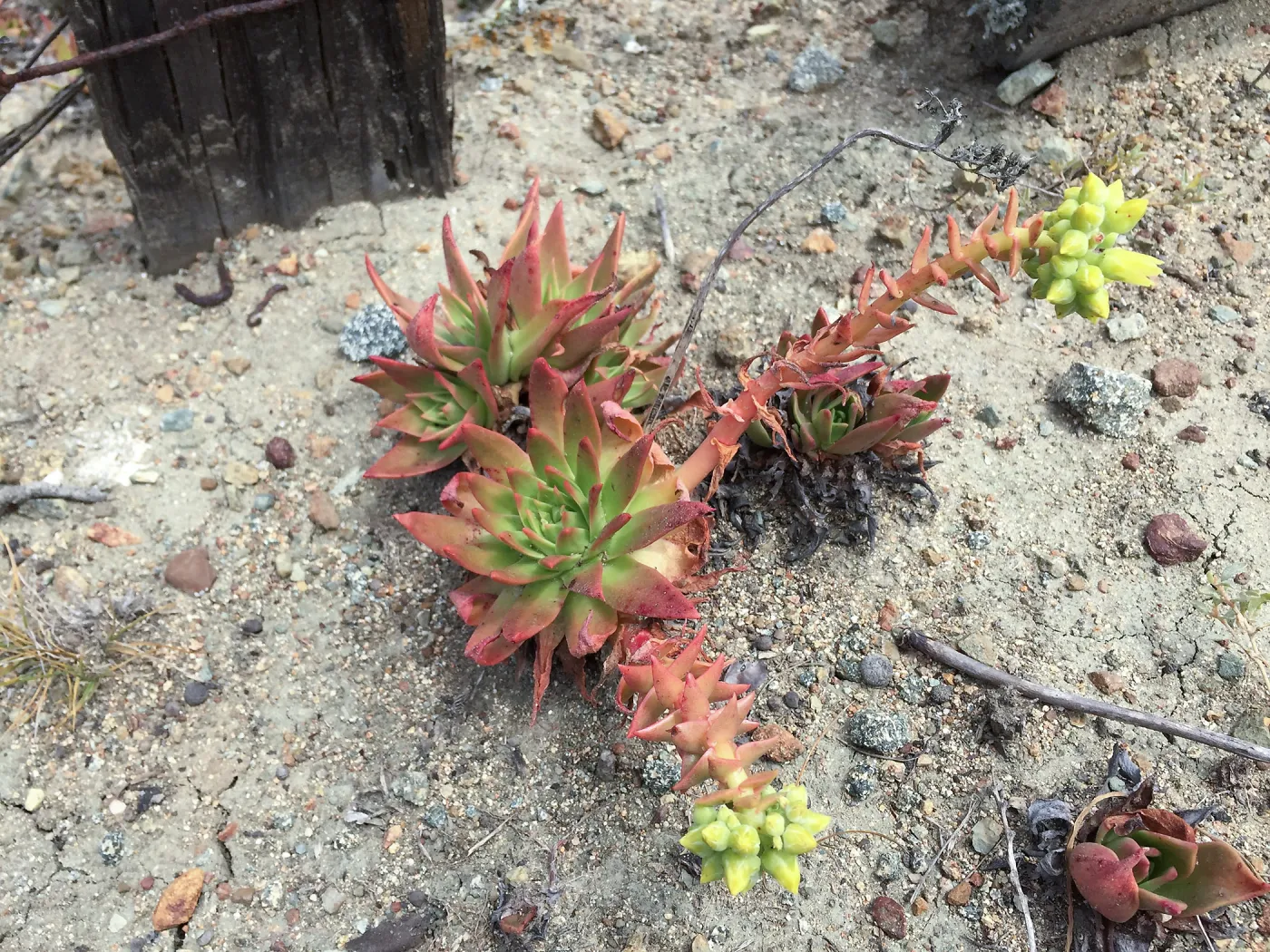 Santa Cruz Island Trip, Greene's live-forever (Dudleya greenei)