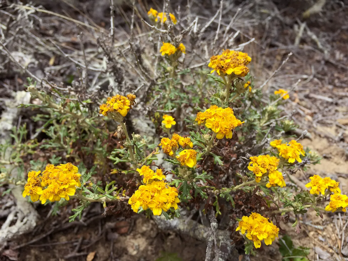 Santa Cruz Island Trip, Golden yarrow (Eriophyllum confertiflorum)