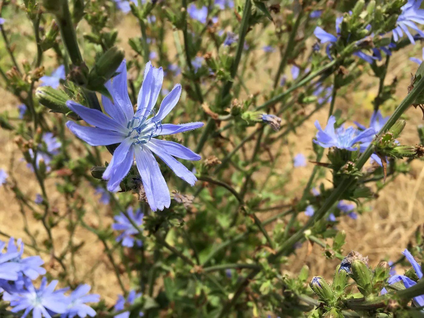 Santa Cruz Island Trip, Common chicory (Cichorium intybus) non-native