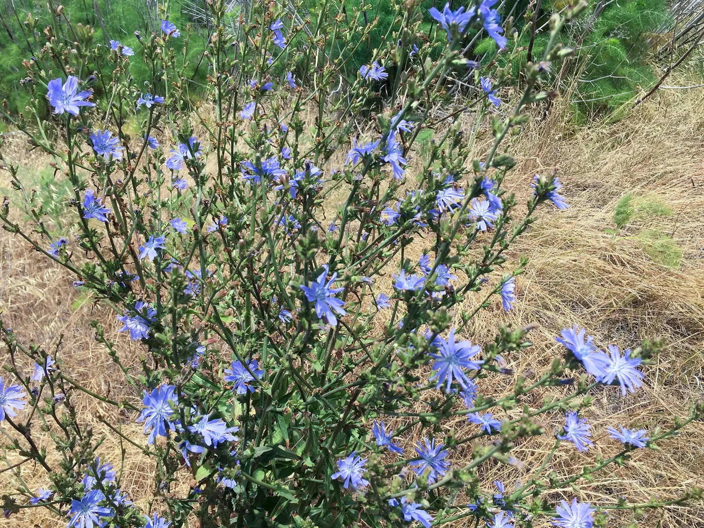 Santa Cruz Island Trip, Common chicory (Cichorium intybus) non-native