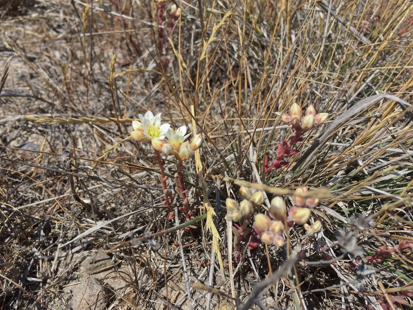 Santa Cruz Island Trip, Santa Cruz Island dudleya (Dudleya nesiotica)