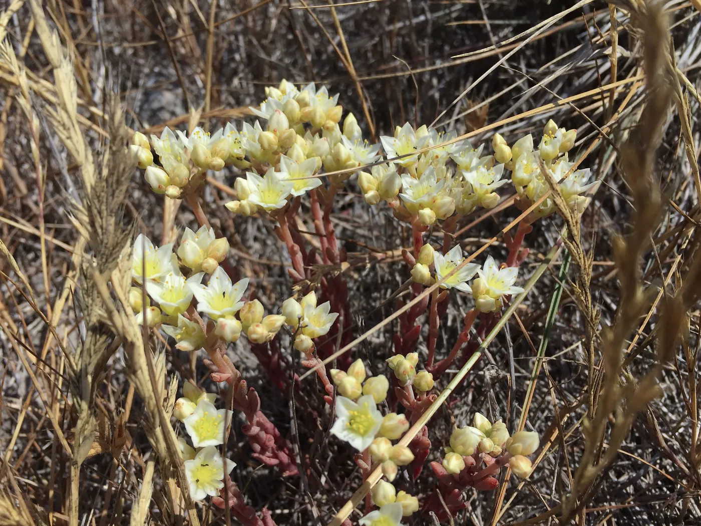 Santa Cruz Island Trip, Santa Cruz Island dudleya (Dudleya nesiotica)