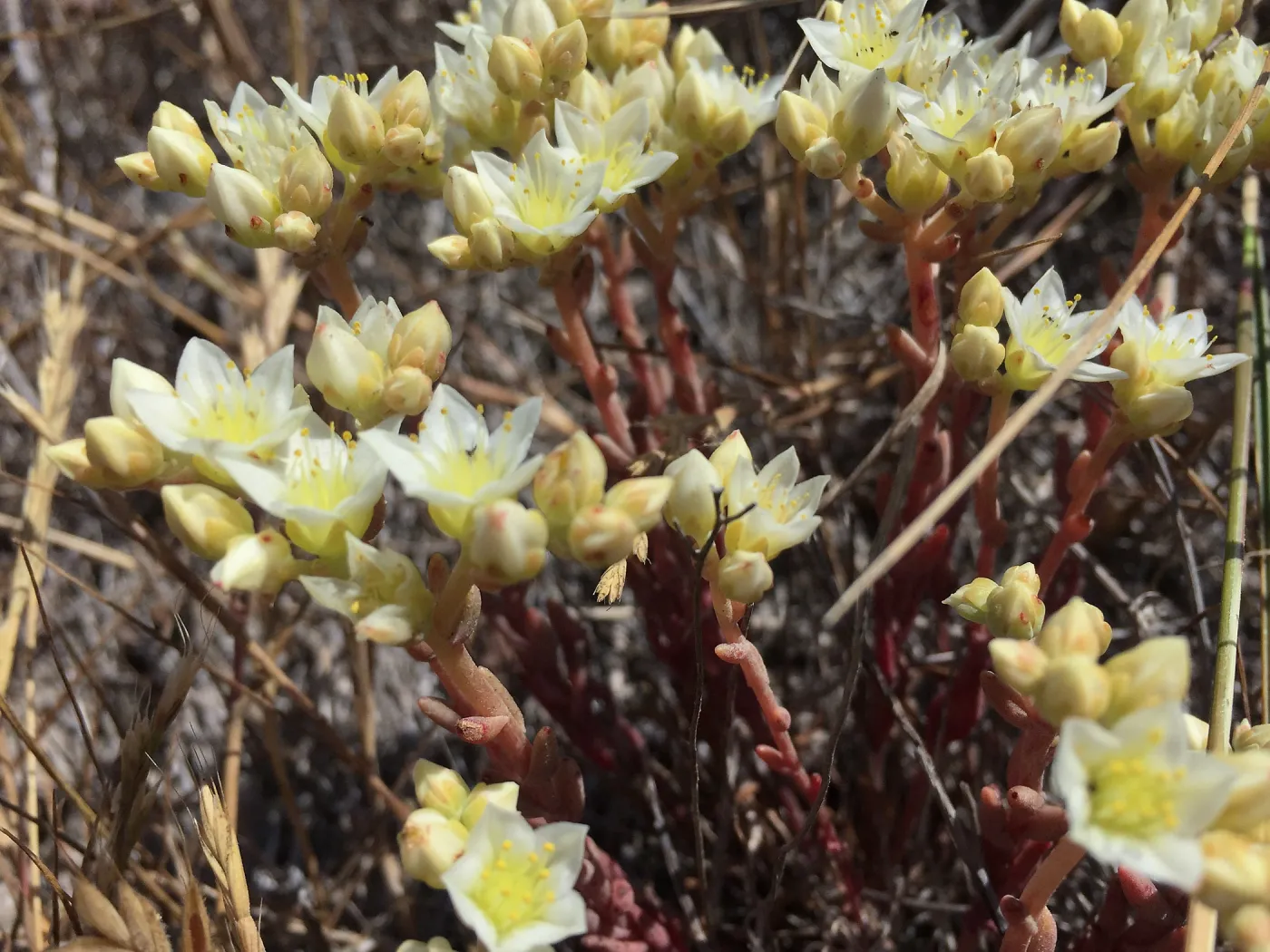 Santa Cruz Island Trip, Santa Cruz Island dudleya (Dudleya nesiotica)