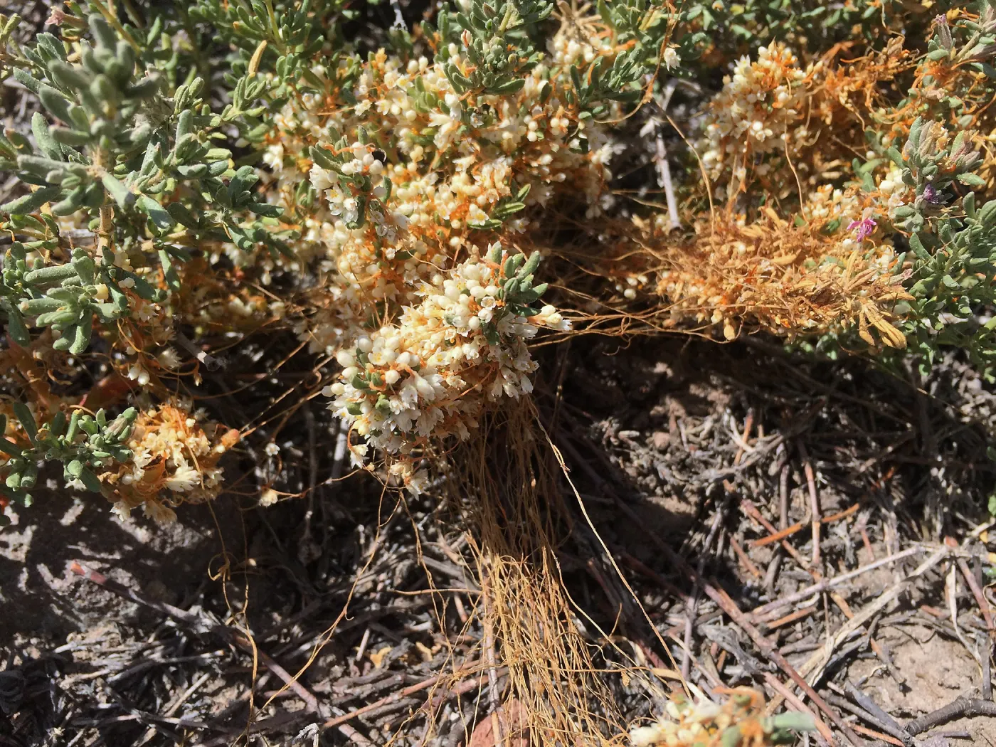 Santa Cruz Island Trip, Saltmarsh dodder (Cuscuta salina)