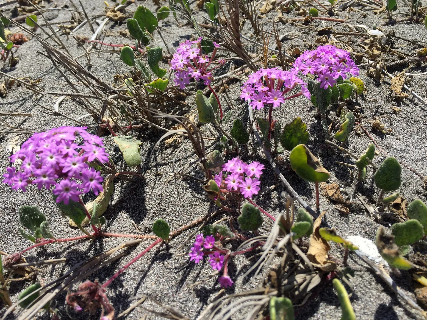 Santa Cruz Island Trip, Pink sand verbena (Abronia umbellata)