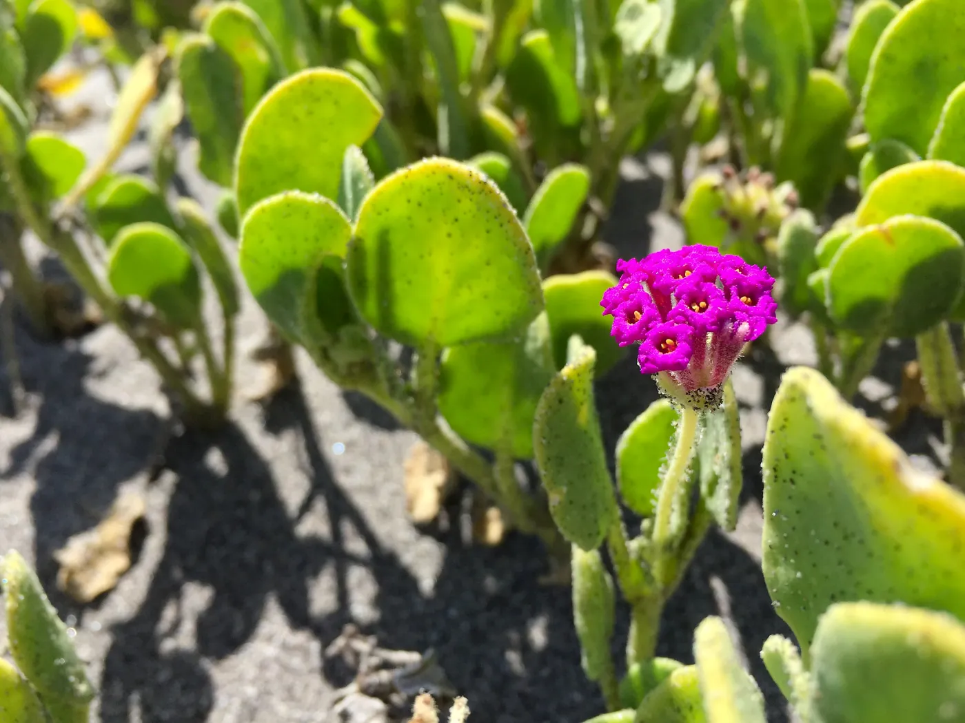Santa Cruz Island Trip, Red sand verbena (Abronia maritima)