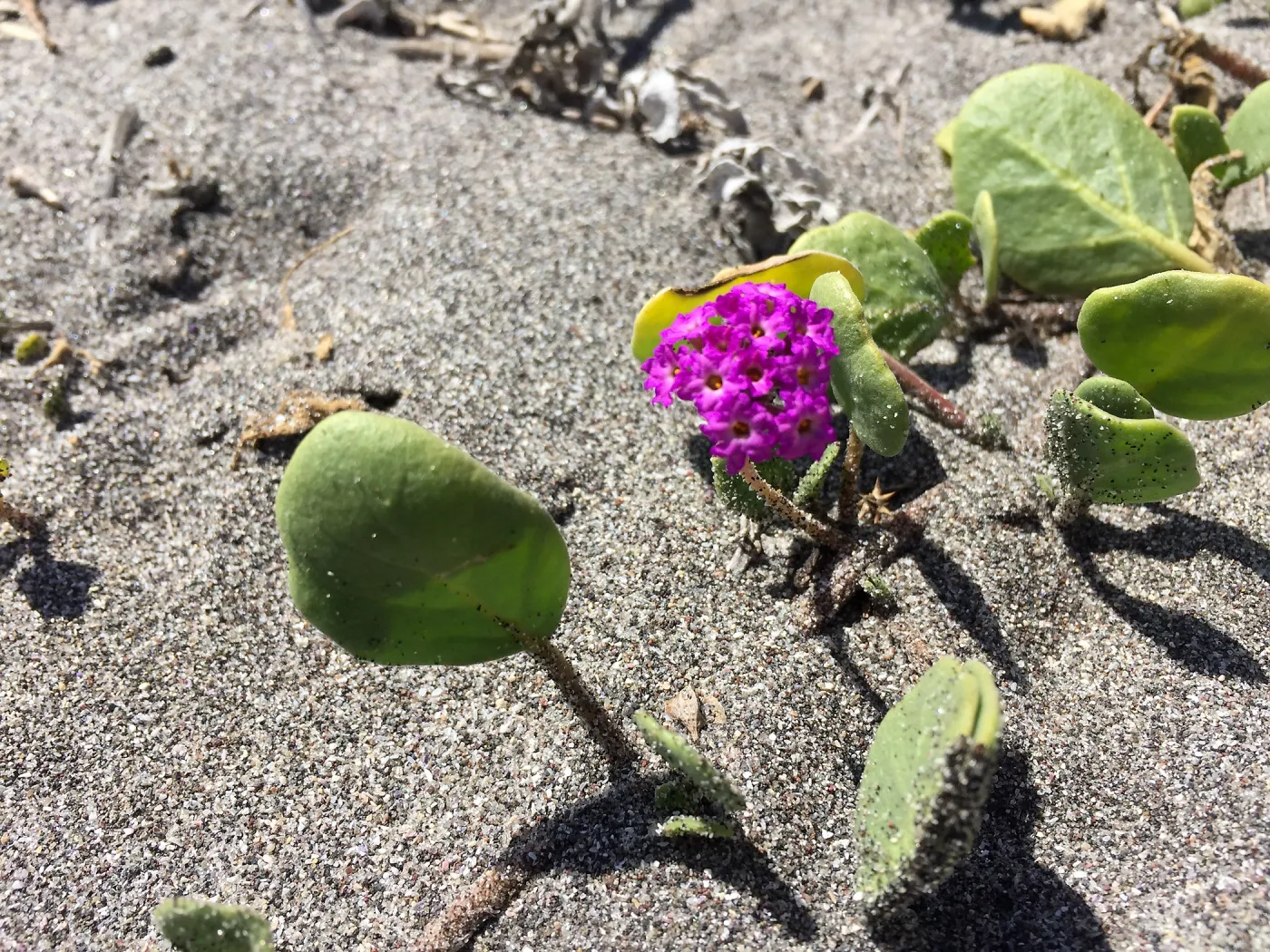Santa Cruz Island Trip, Red sand verbena (Abronia maritima)