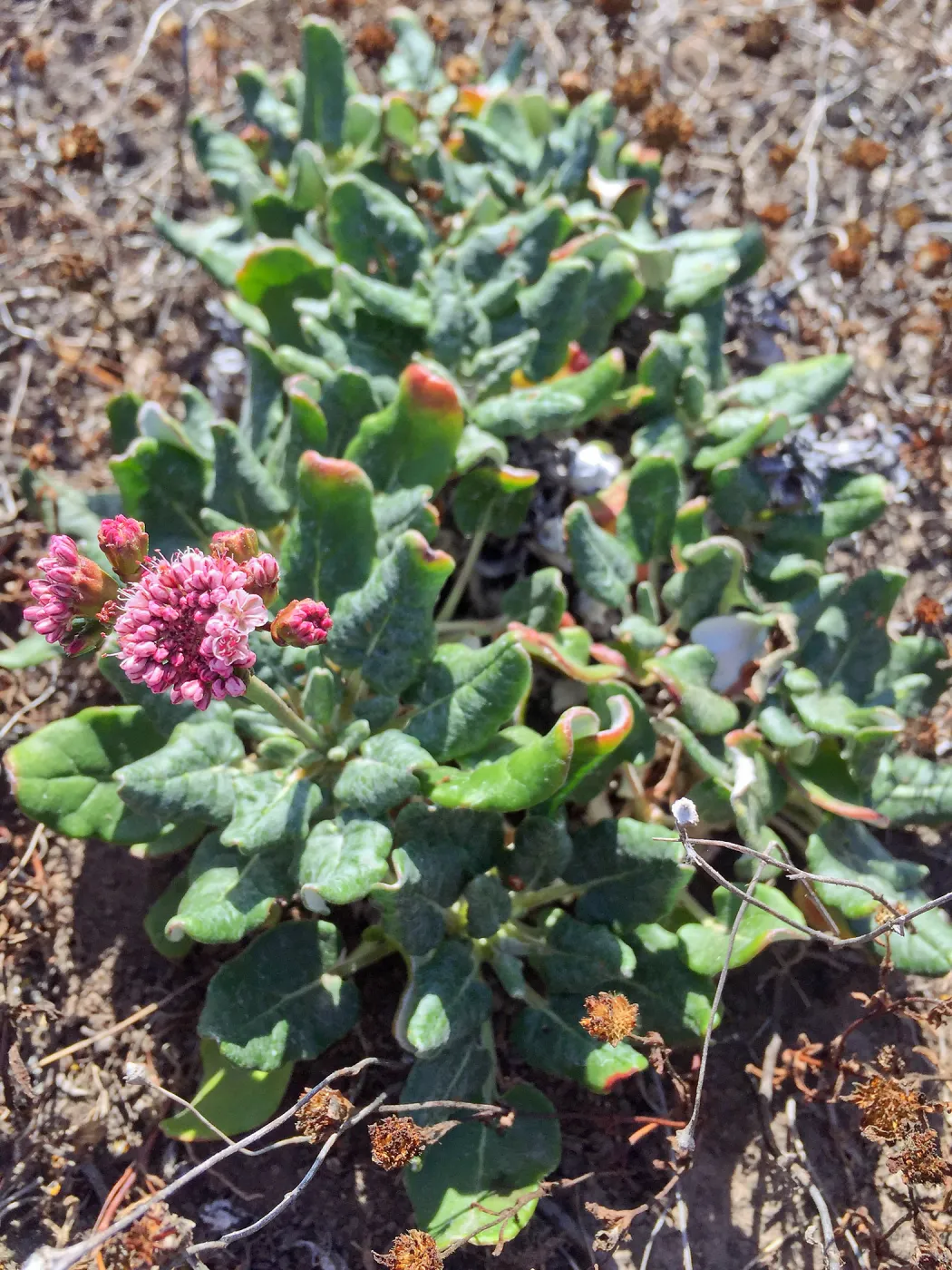 Santa Cruz Island Trip, Red-flowered buckwheat (Eriogonum grande var rubescens)