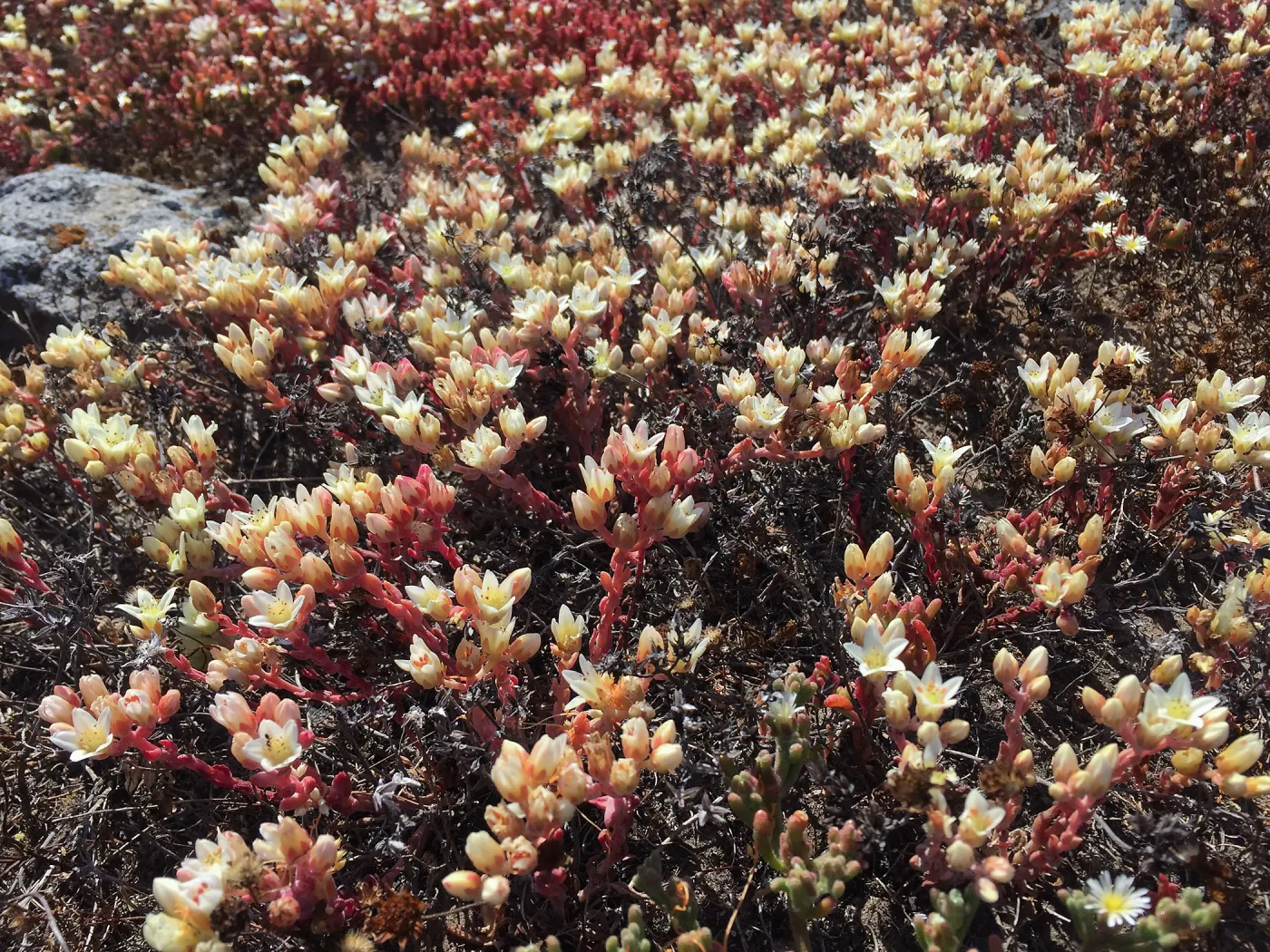 Santa Cruz Island Trip, Santa Cruz Island dudleya (Dudleya nesiotica)