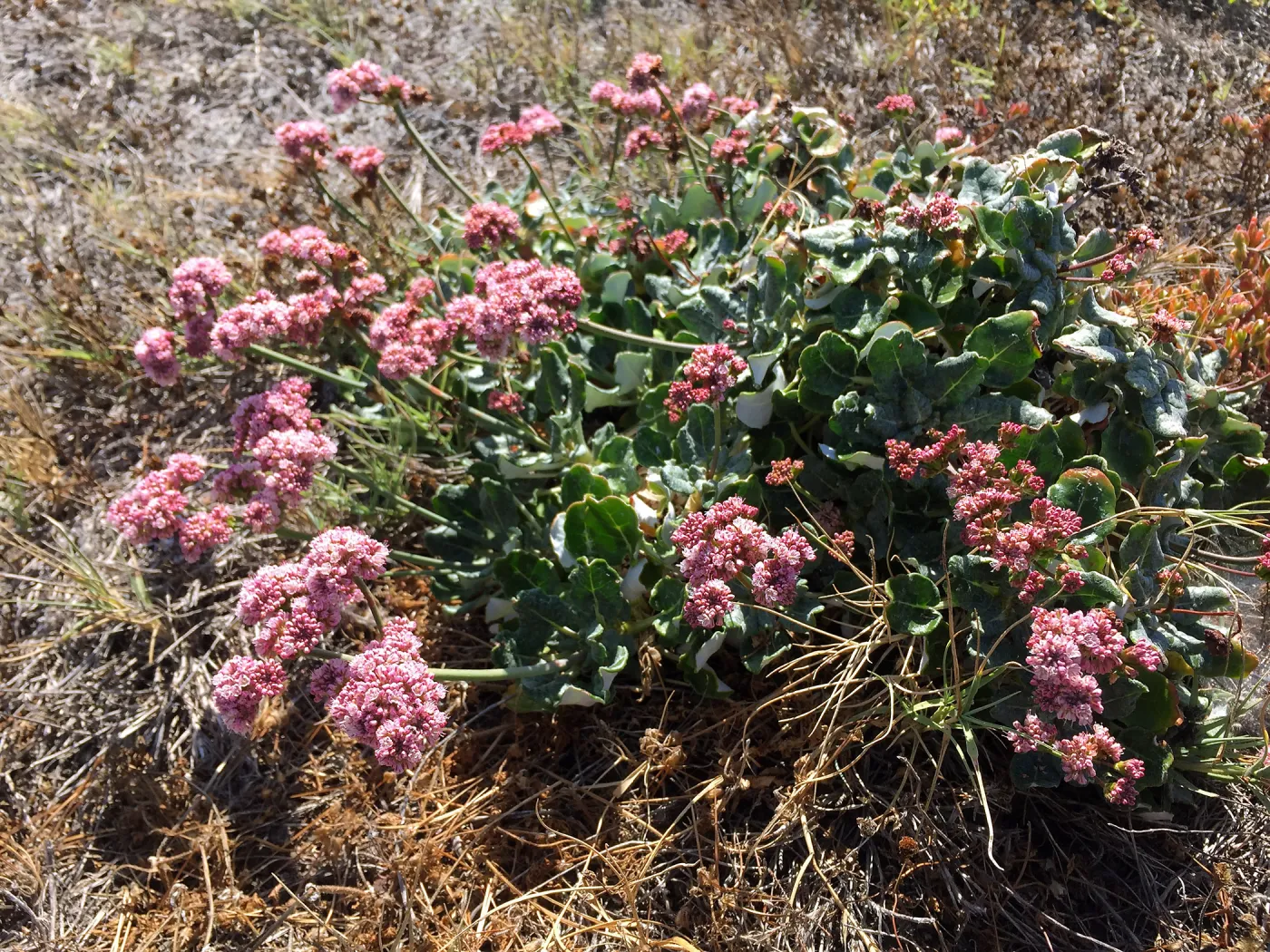 Santa Cruz Island Trip, Red-flowered buckwheat (Eriogonum grande var rubescens)