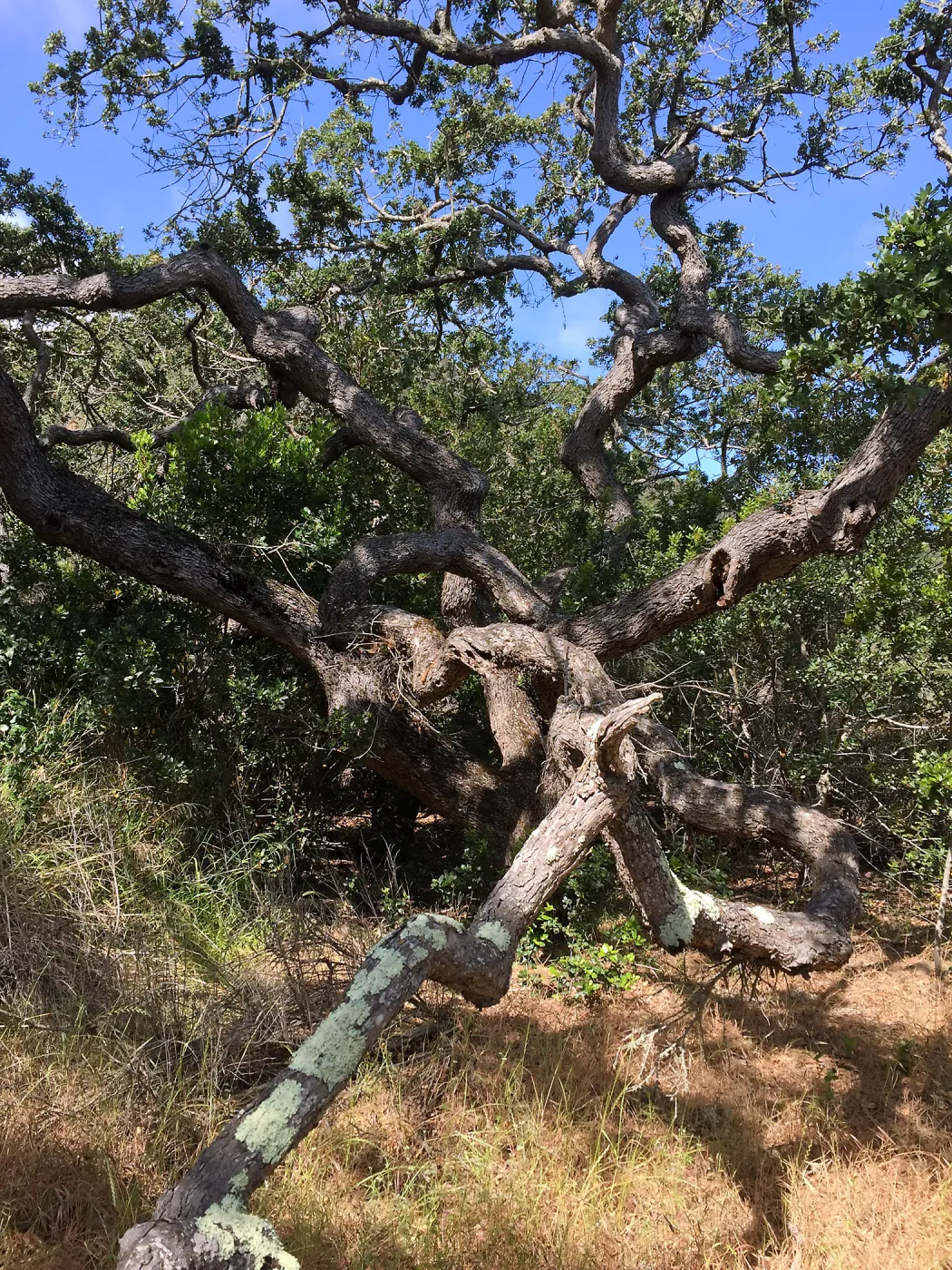Santa Cruz Island Trip, Oak (Quercus)