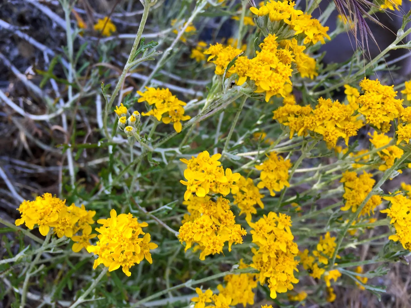 Santa Cruz Island Trip, Golden yarrow (Eriophyllum confertiflorum)