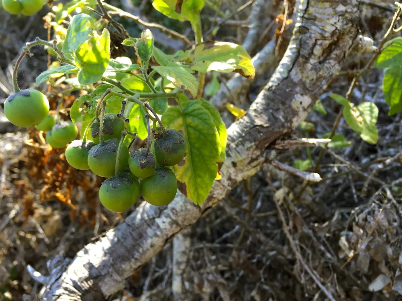 Santa Cruz Isand Trip, Santa Cruz Island nightshade (Solanum clokeyi) fruit