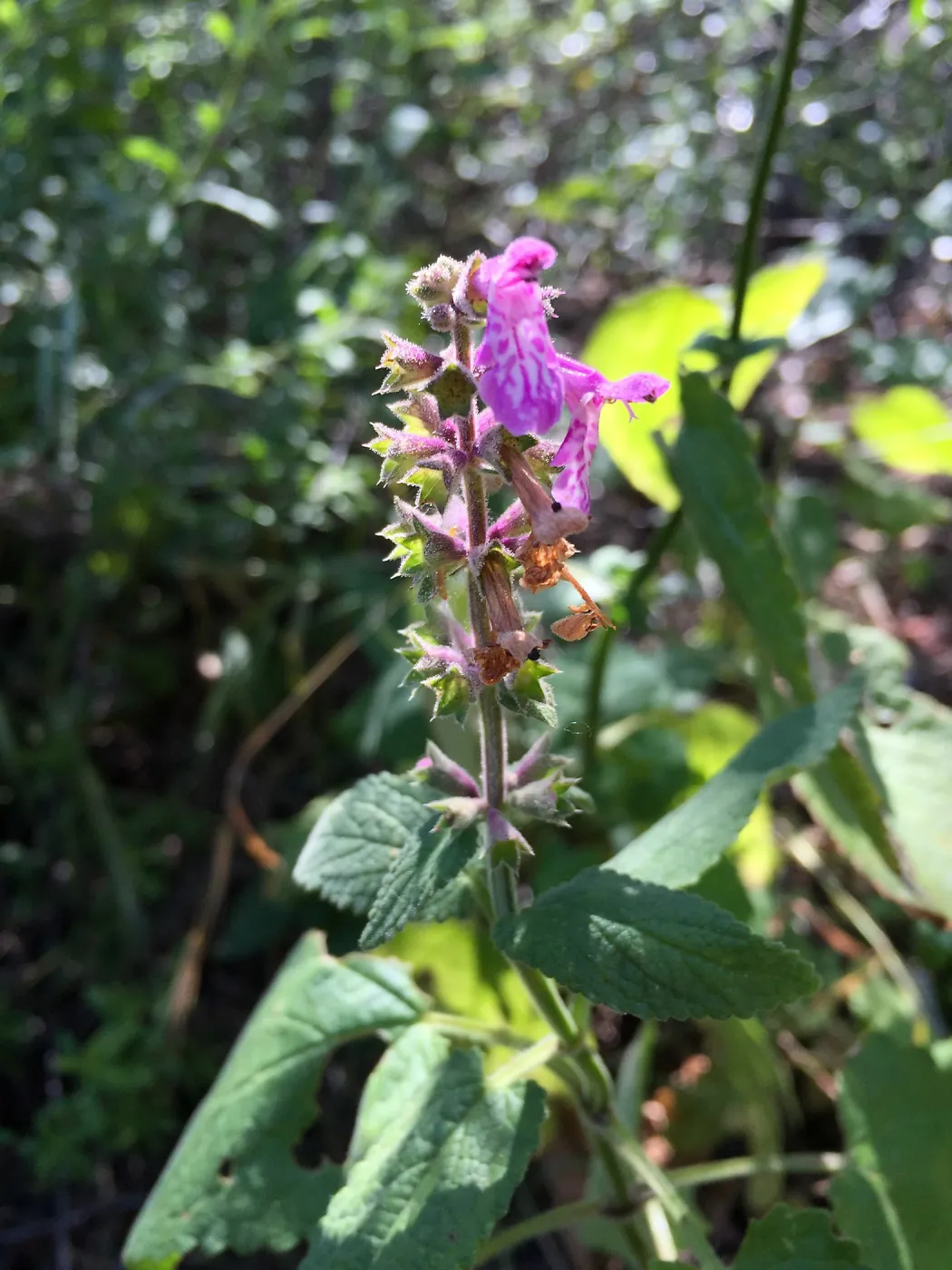 Santa Cruz Island Trip, California wood mint (Stachys bullata)