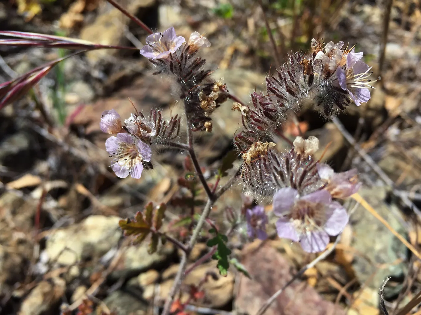 Santa Cruz Island Trip, Phacelia flowers