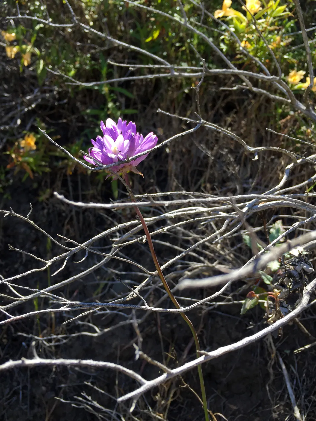 Santa Cruz Island Trip, Blue dicks (Dichelostemma capitatum) and Monkeyflower (Mimulus aurantiacus)