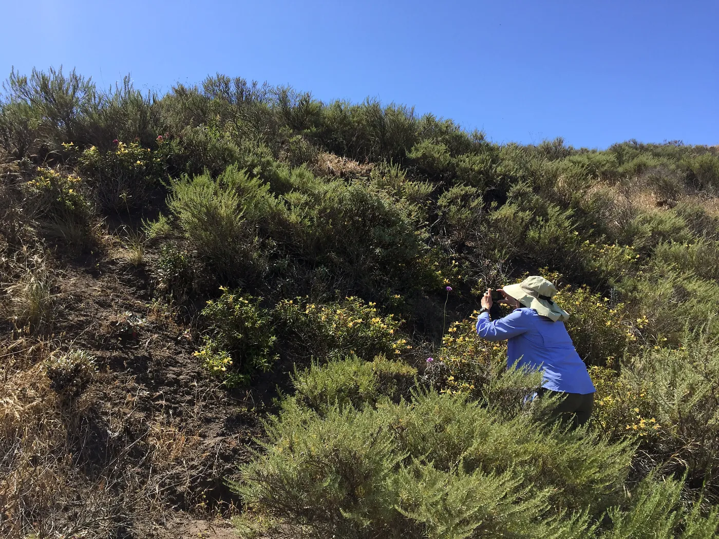 Santa Cruz Island Trip, Irene Lam photographing Blue dicks (Dichelostemma capitatum) and Monkeyflower (Mimulus aurantiacus)