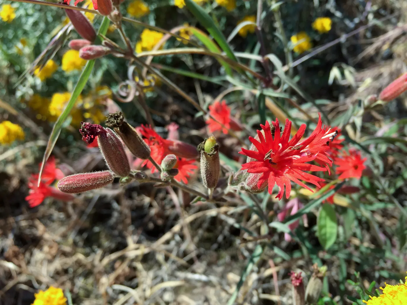 Santa Cruz Island Trip, Mexican catch-fly (Silene laciniata) and Golden yarrow (Eriophyllum confertiflorum)